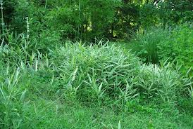 Bambou et environnement