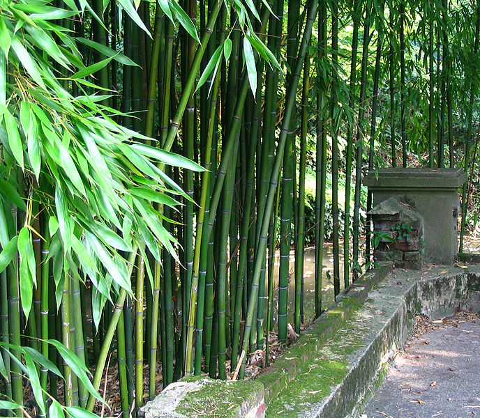 Bambou botanique