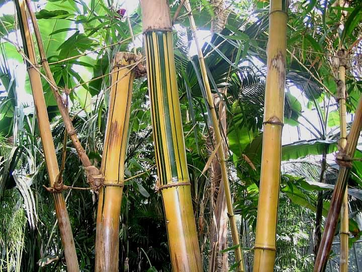 Bambou et diététique