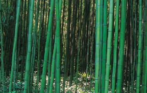Phyllostachys bambusoïde