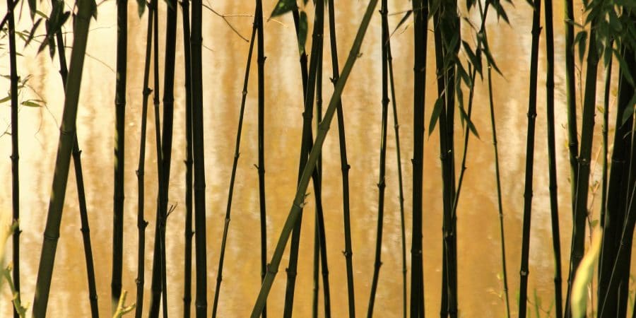 bambou traçant