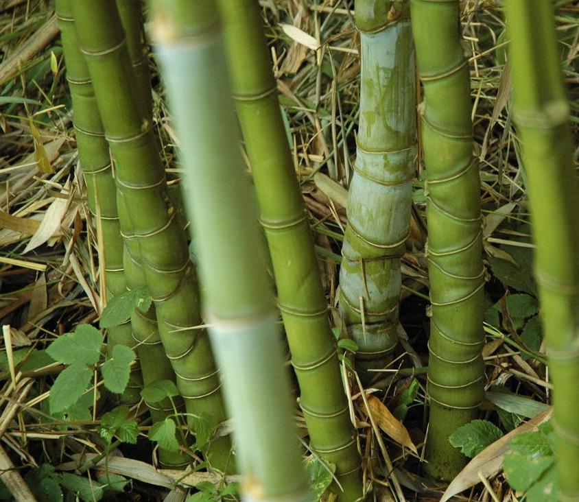 Phyllostachys aurea