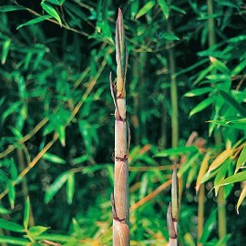 Phyllostachys humilis