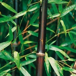 Phyllostachys nigra