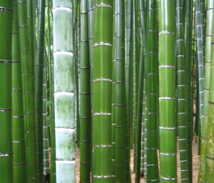 Phyllostachys pubescens