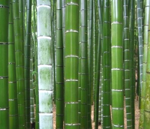 Phyllostachys pubescens