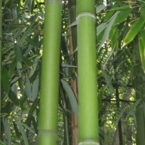 Phyllostachys viridiglaucescens