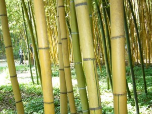 Phyllostachys viridis