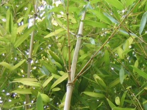 Phyllostachys nidularia