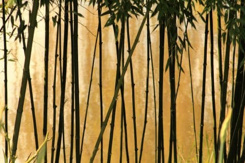 bambou traçant