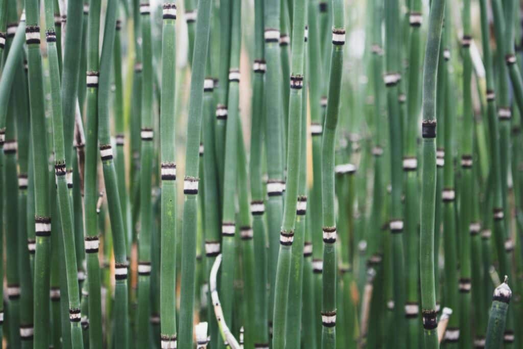 Les bambous nains et leur rôle dans les jardins zen